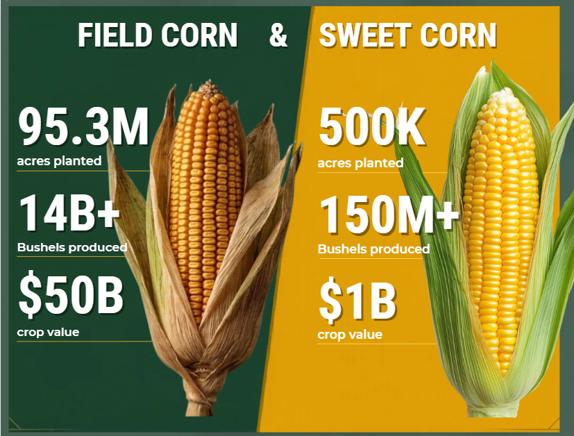 Field corn and sweet corn infographic with corn cobs, acre planted, bushels produced, and crop value stats
