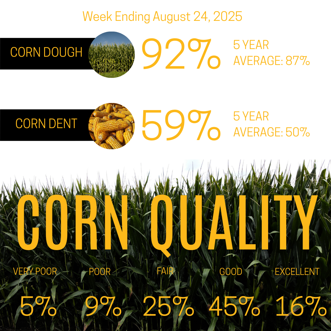 august 24, 2025 crop progress and quality