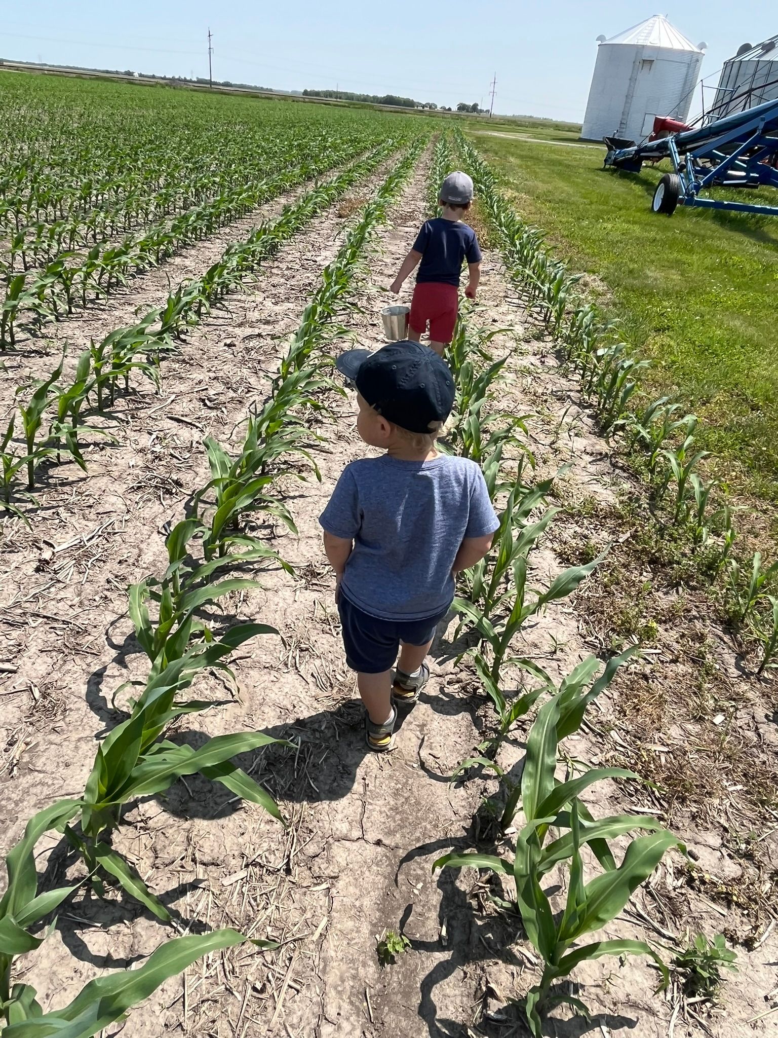 corninillinois