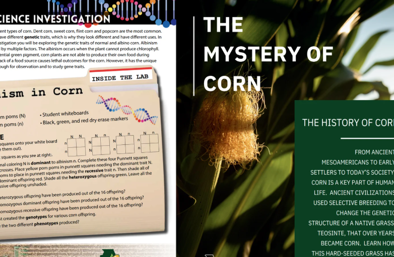 Science project cover on corn with diagrams and a green poster titled “The Mystery of Corn”