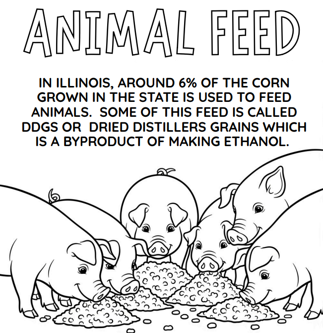 Coloring page Pigs eating feed from a pile beneath the heading “ANIMAL FEED” with explanatory text about Illinois corn
