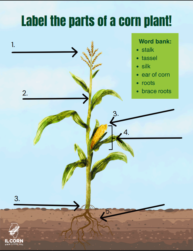 Corn plant labeling worksheet with numbered arrows and a word bank for stalk, tassel, silk, ear of corn, roots, and roots