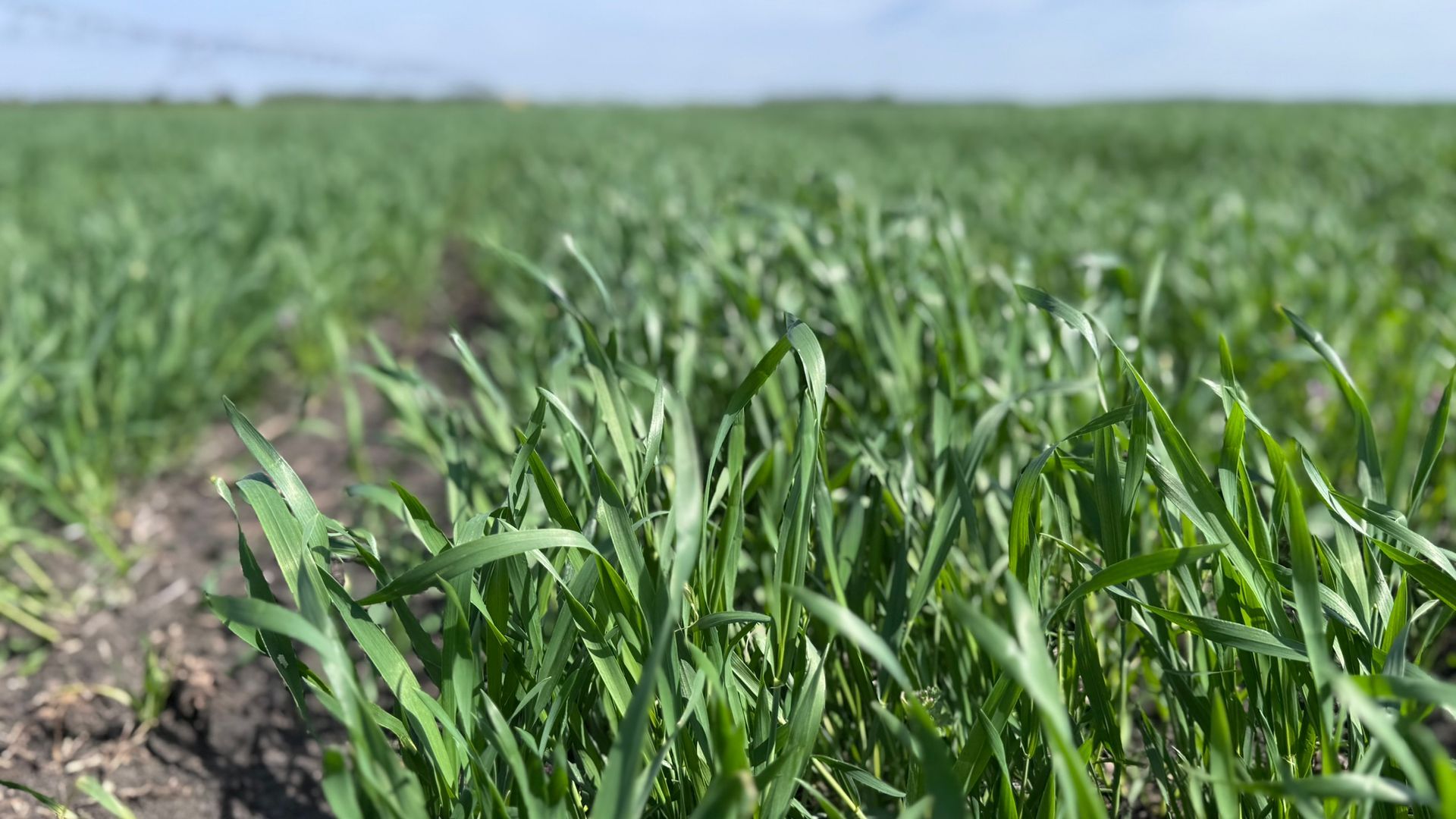 cover crops in an Illinois field