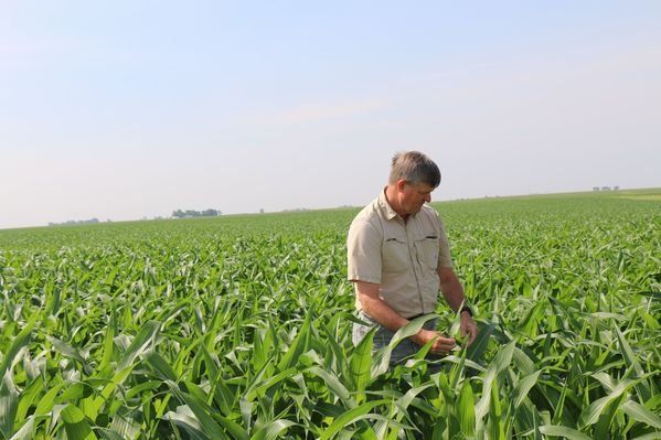 A man is standing in a corn field looking at the plants.