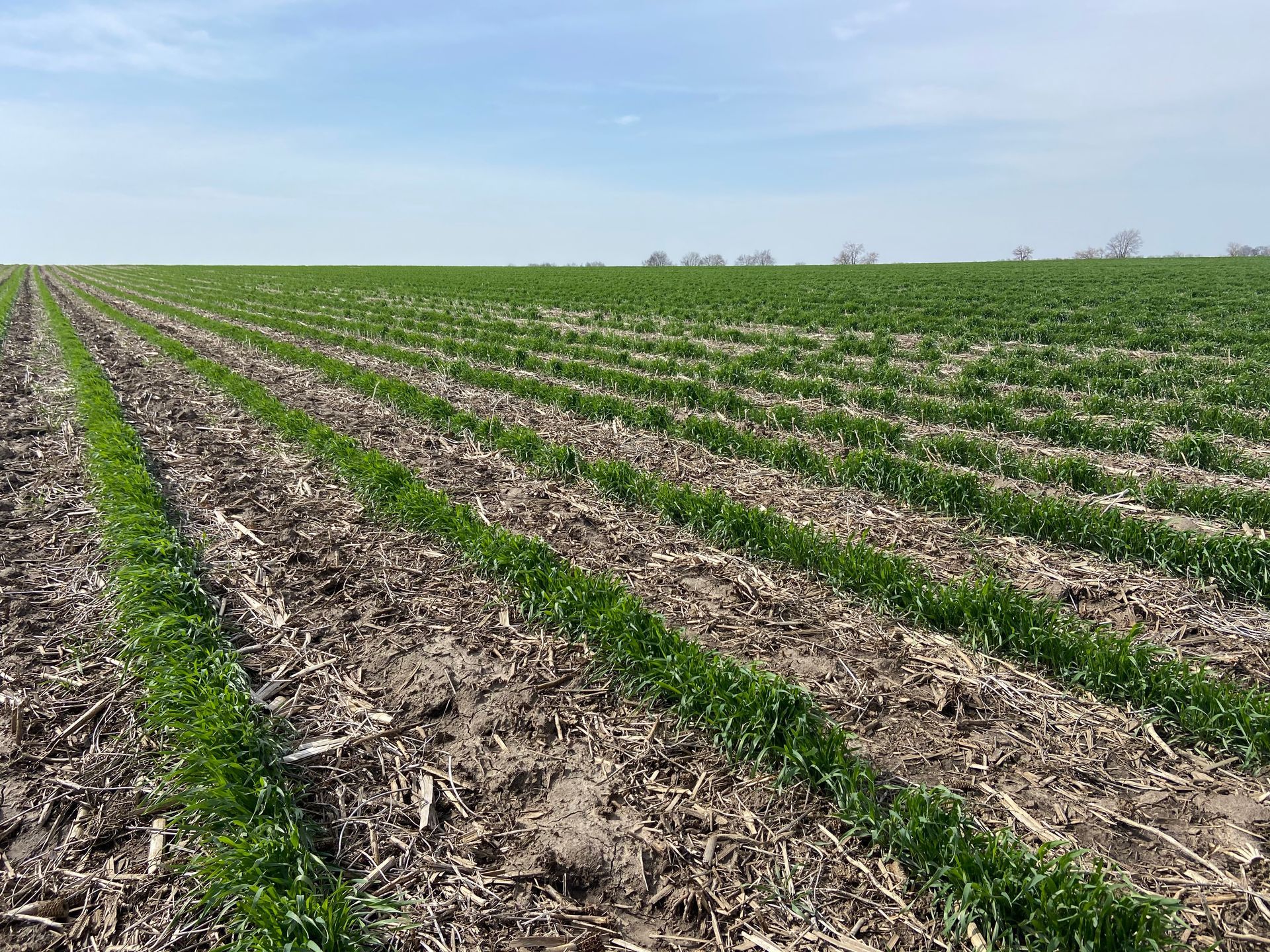Wide farm field with neat rows of young green crops under a clear blue sky
