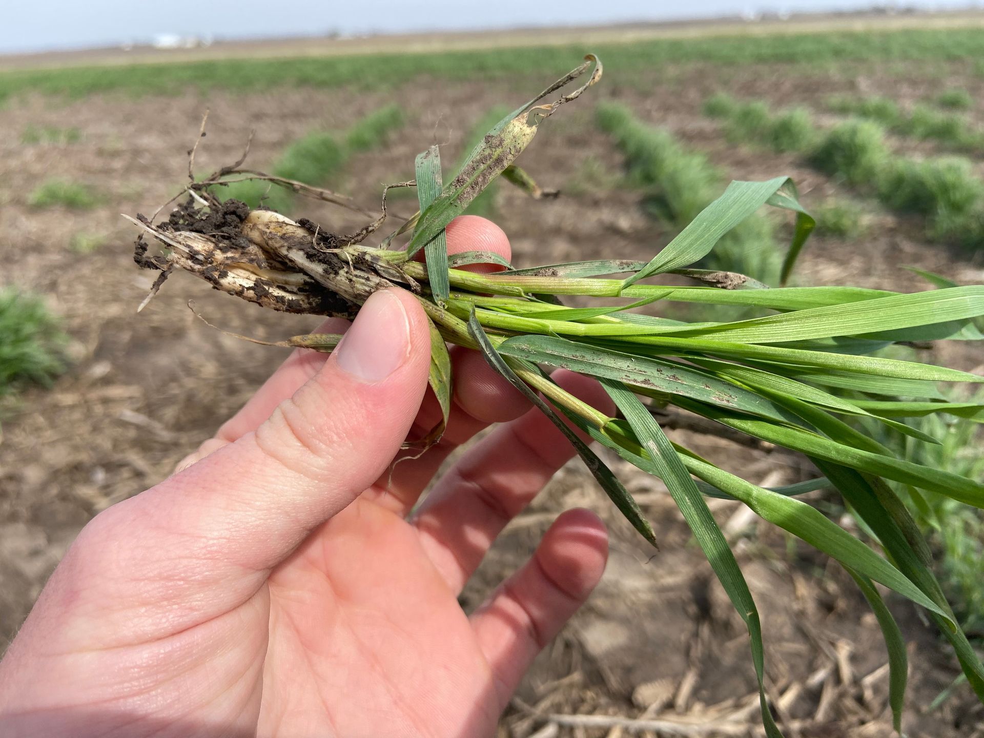 holding a cover crop