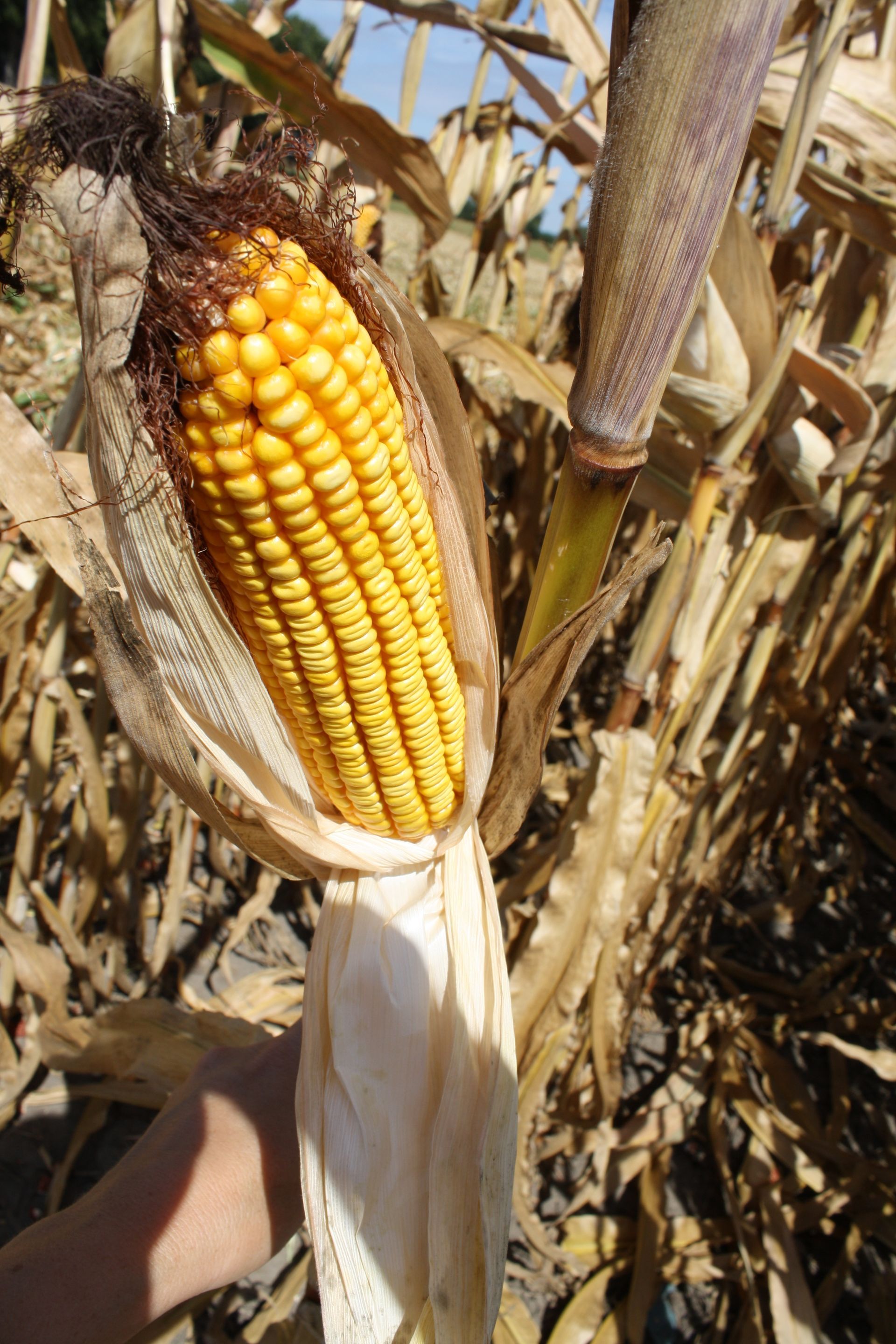 field corn during harvest photo