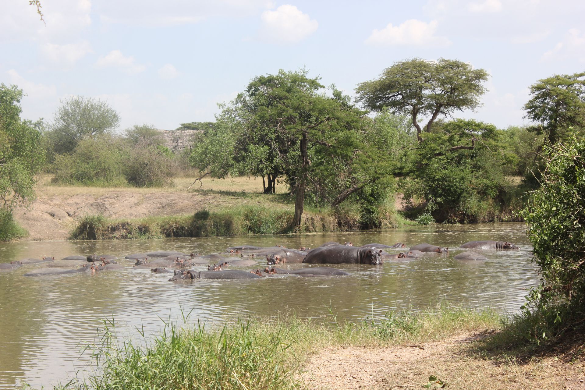 hippos on a lake