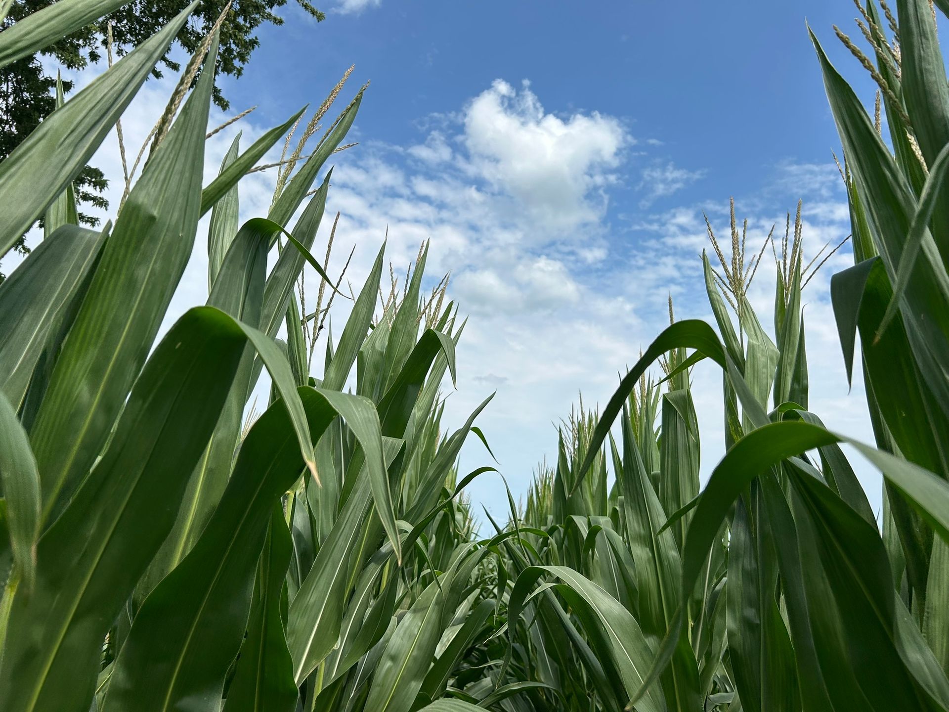 Tall green corn plants under a partly cloudy blue sky