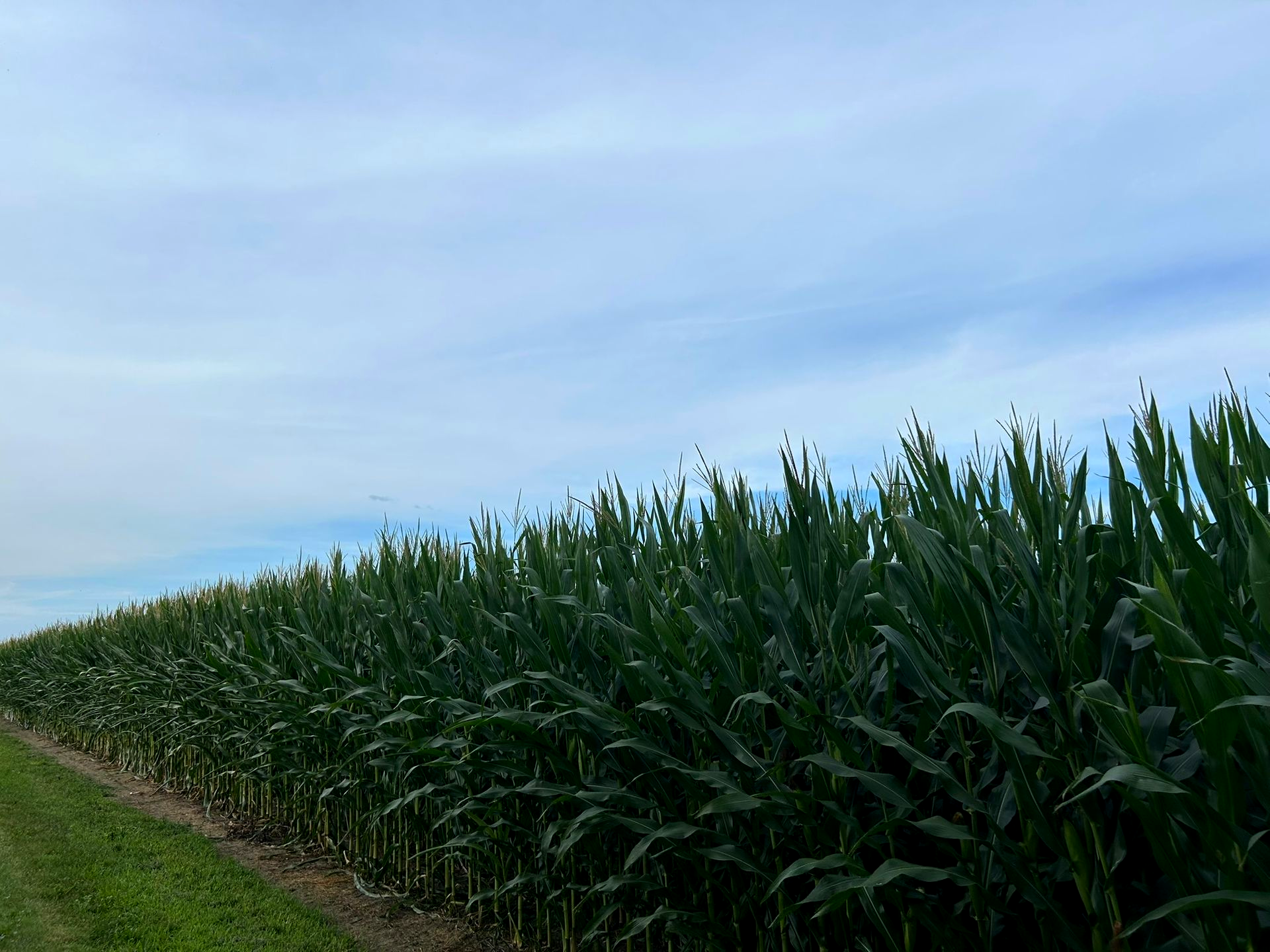 Cornfield beside a dirt path under a blue sky with wispy clouds