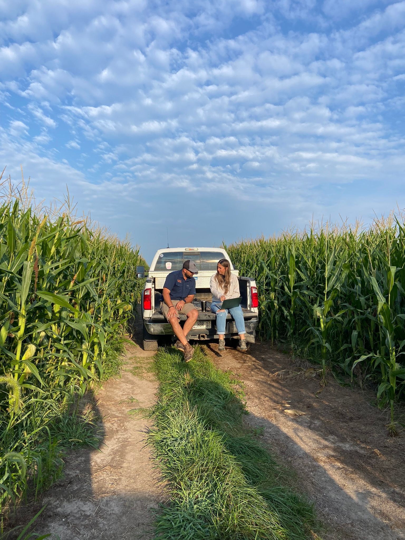 cornfield