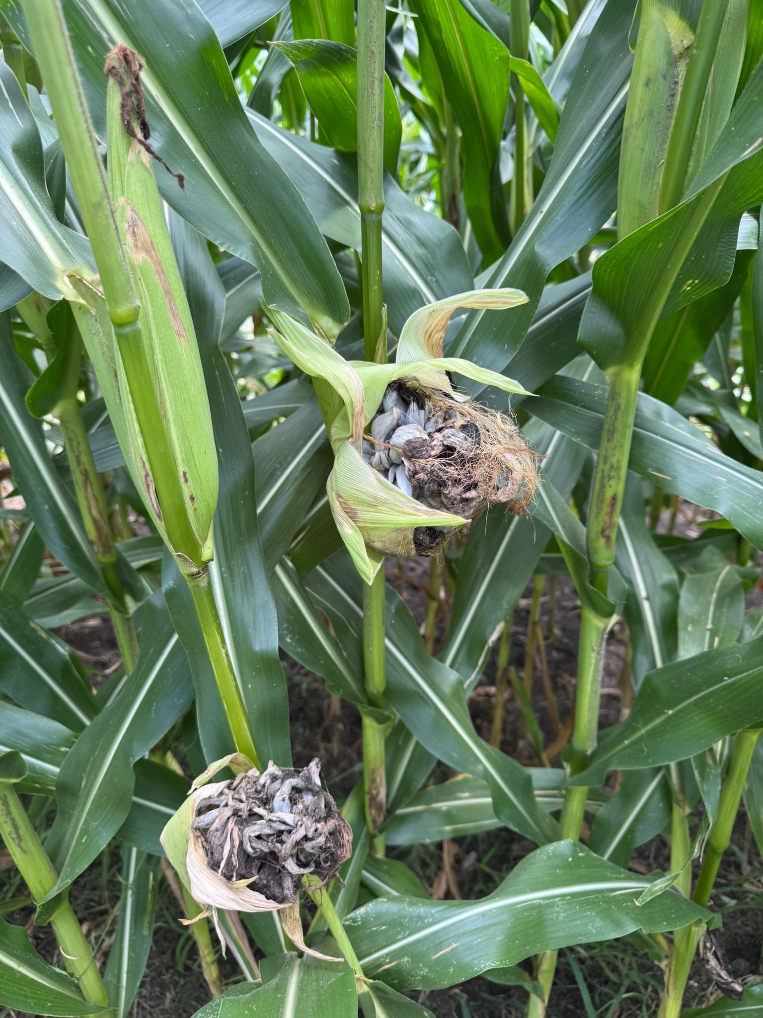 Corn stalks with ears of corn covered in dark mold or rot in a field