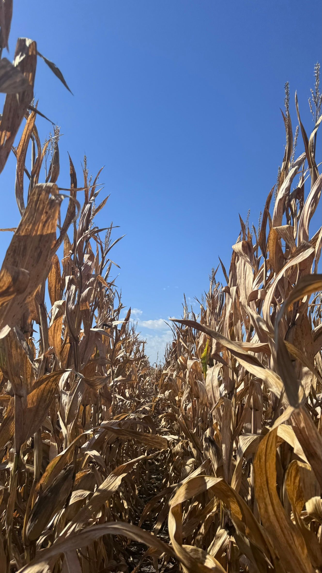 picture of corn at harvest