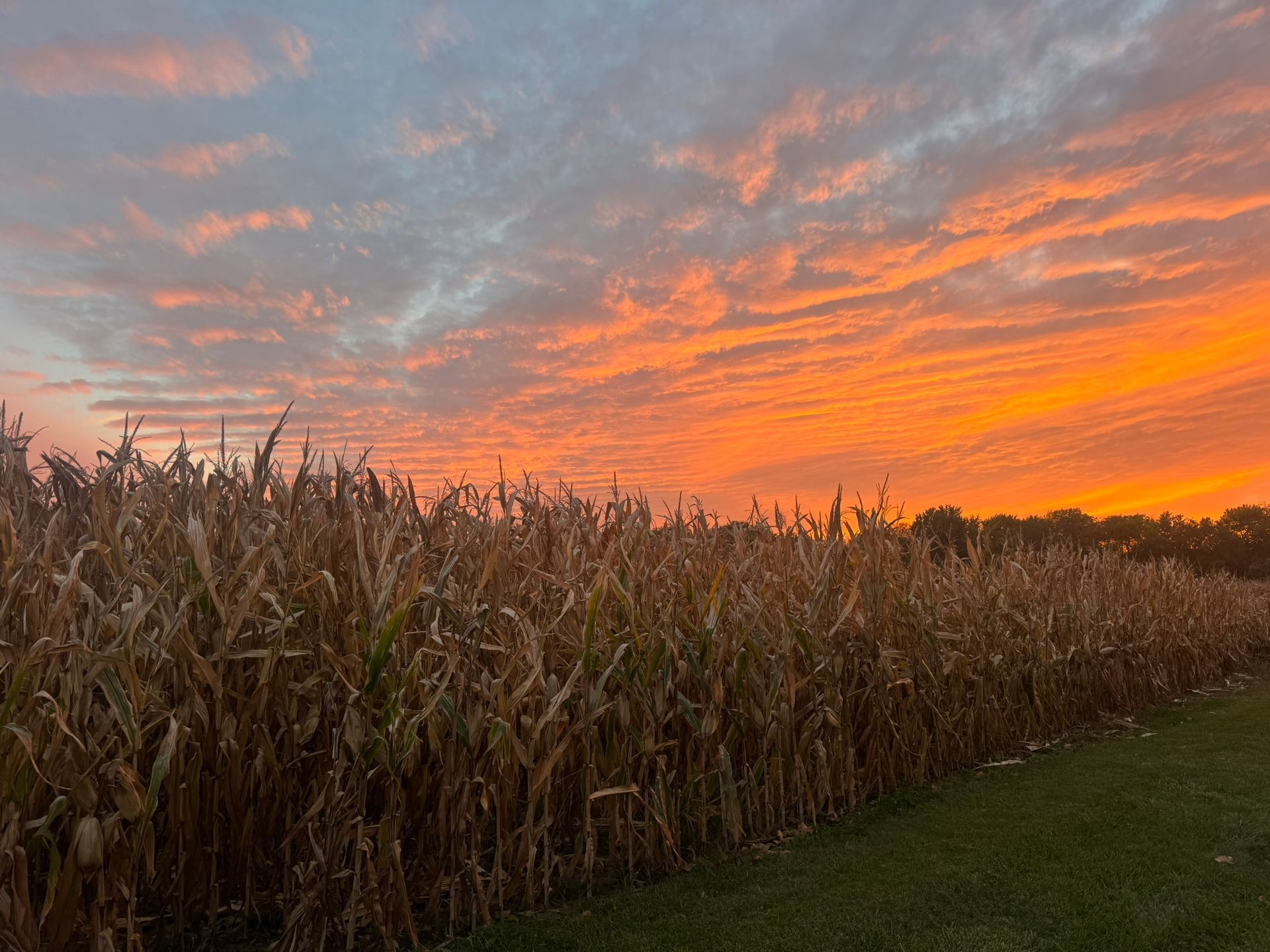 Cornfield at sunset with orange and pink sky over a grassy path
