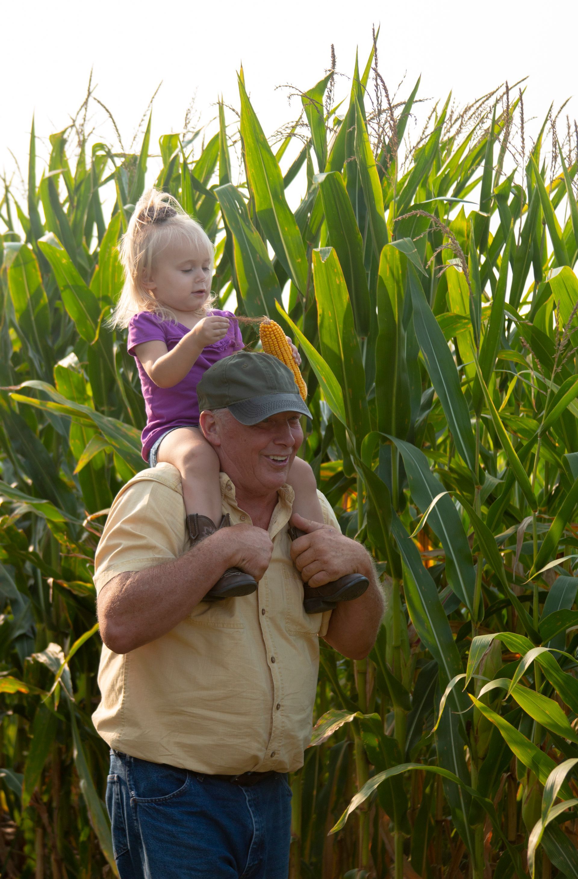 Farmer carrying a child on his shoulders in a cornfield on a sunny day