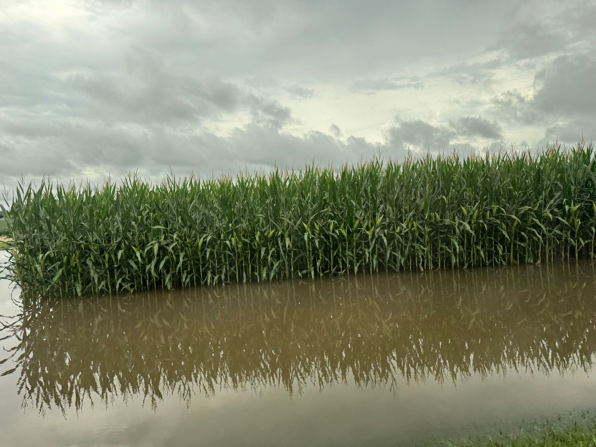 flooded corn in Illinois from storms