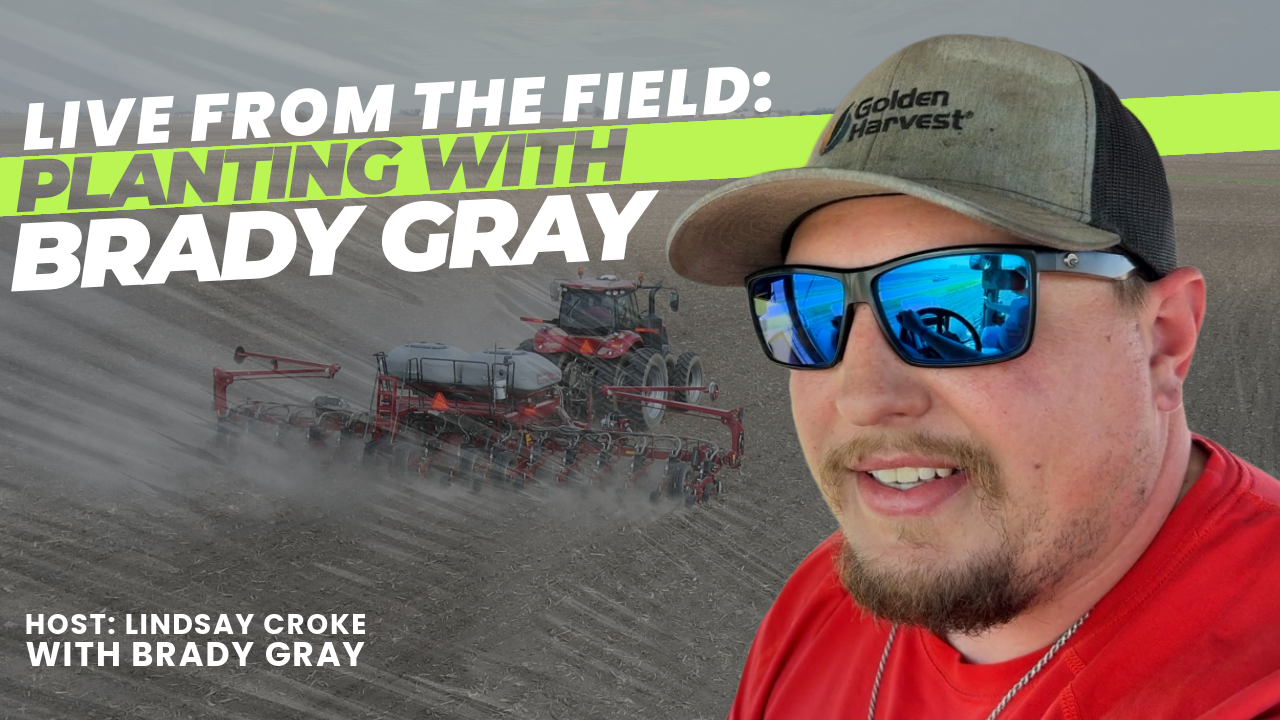 thumbnail of Brady