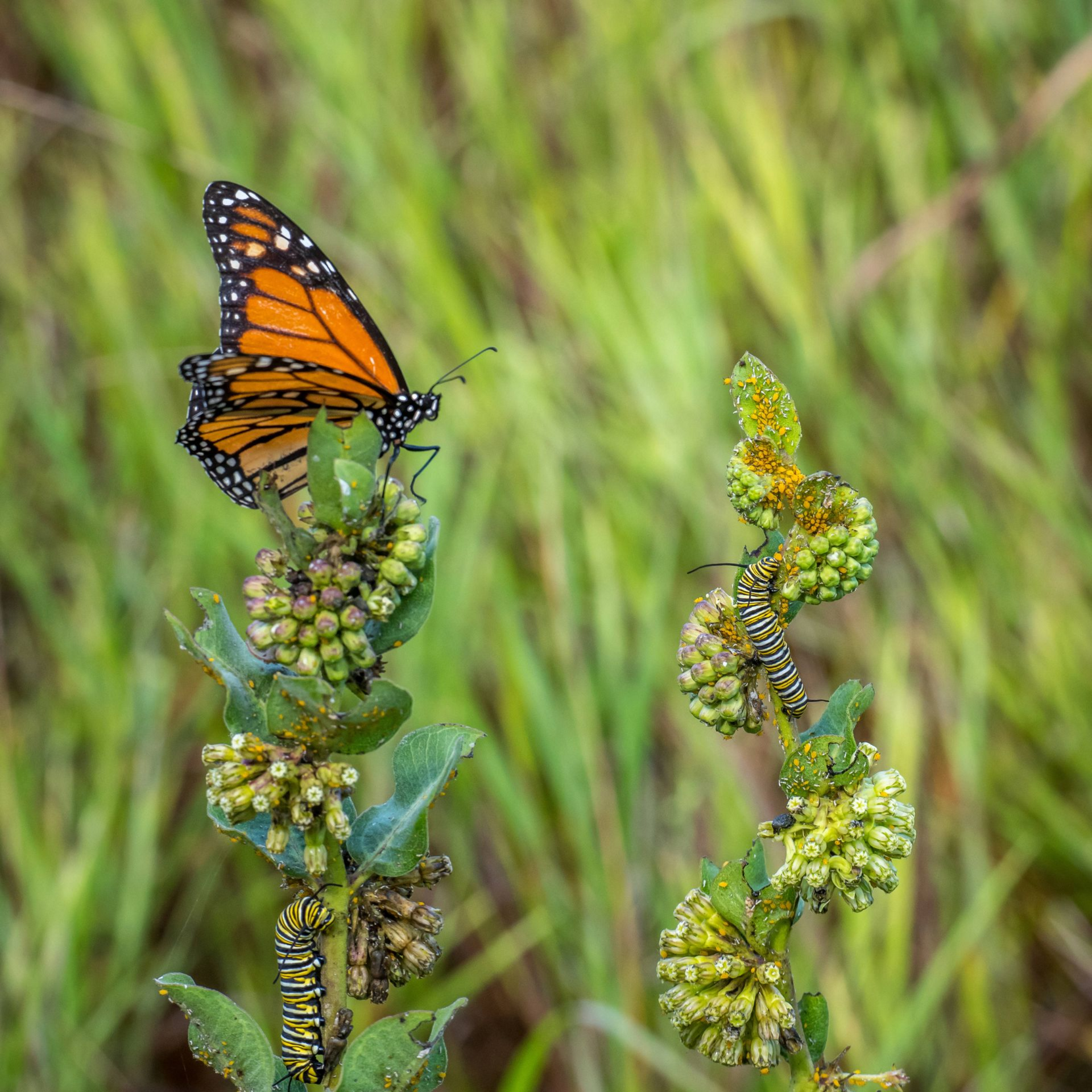 Monarch butterfly perched on a green plant against a blurred grassy background