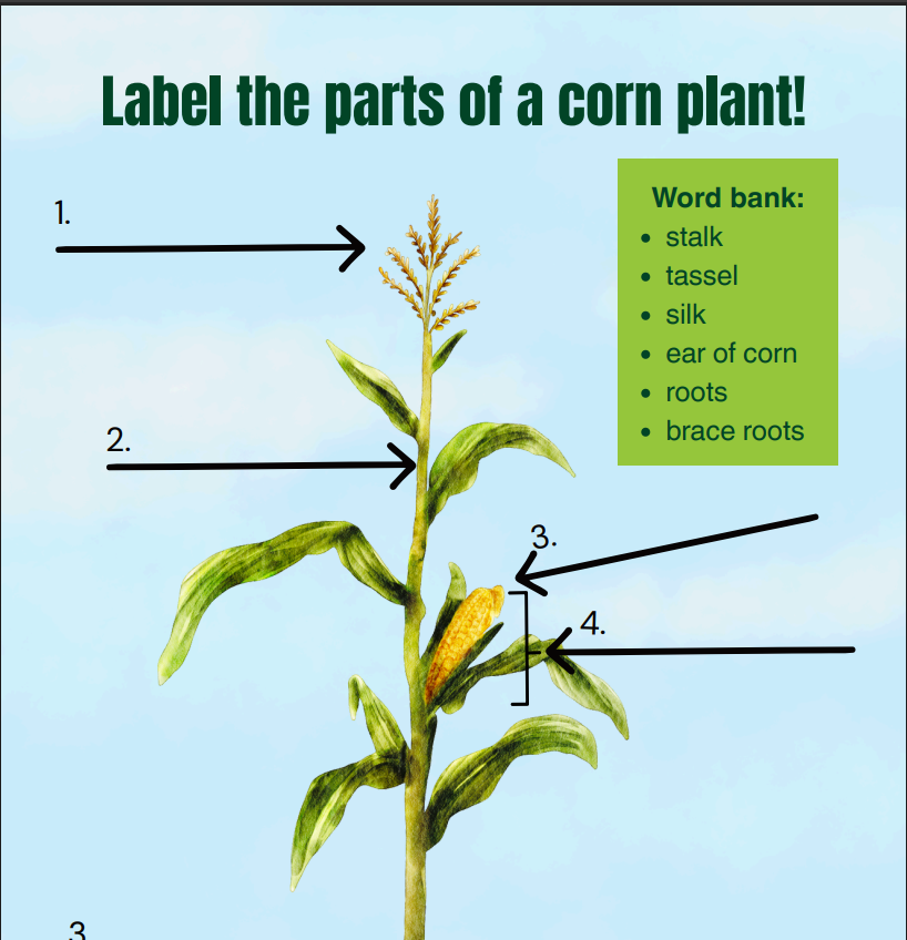 Diagram of a corn plant with numbered arrows labeling tassel, silk, ear, leaves, stalk, roots, and brace roots