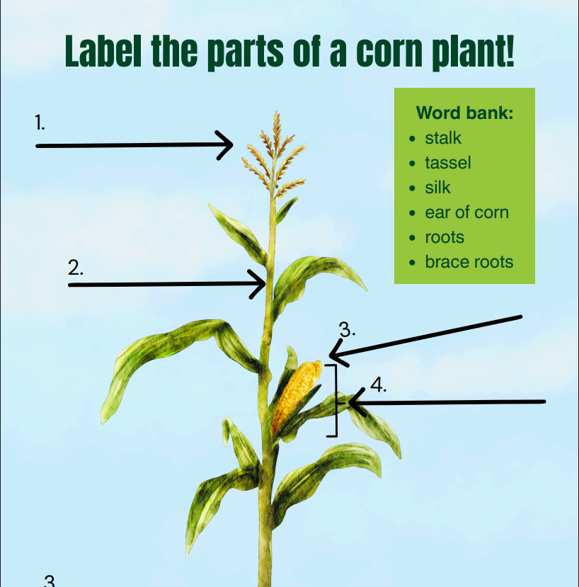 Corn plant diagram with numbered arrows and a word bank for labeling parts.