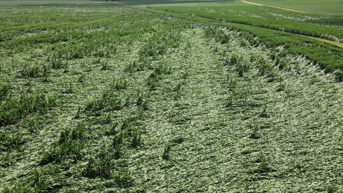 Green field of crops, some flattened or damaged, possibly by wind or weather.