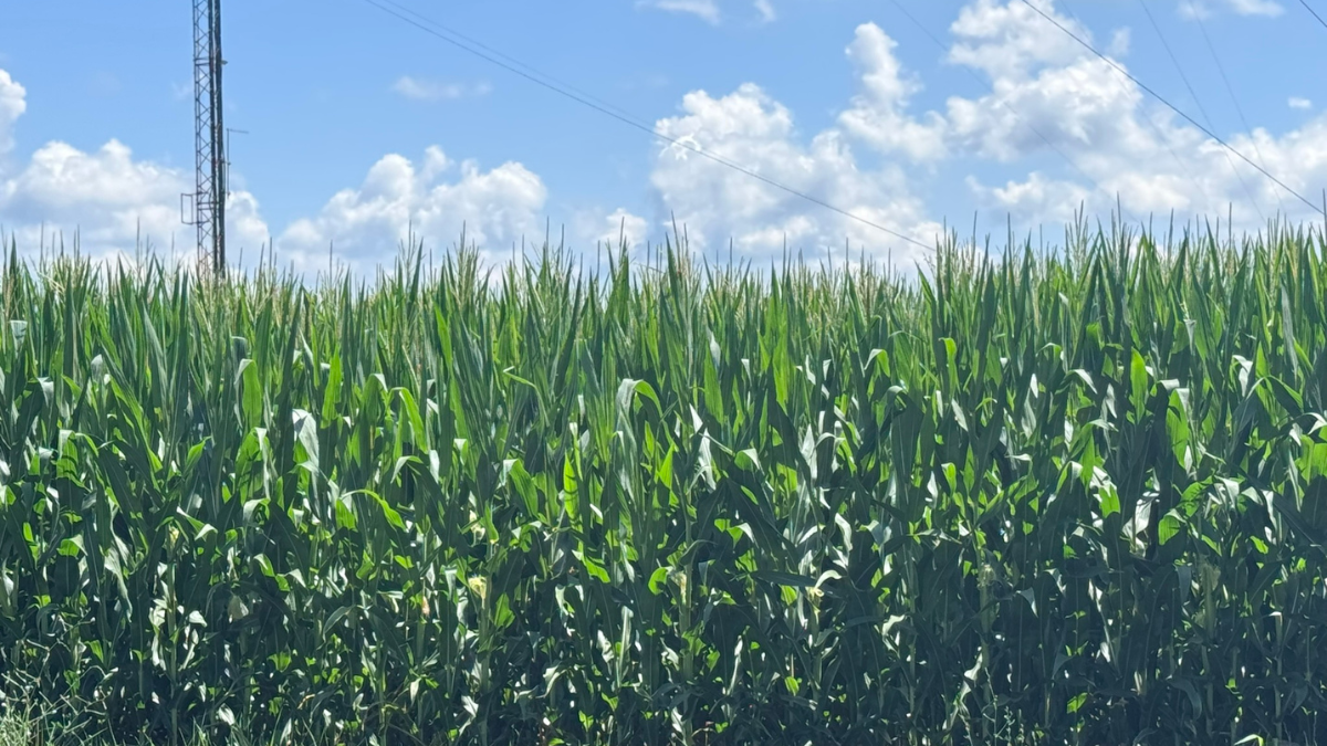 Green corn stalks in a field, blue sky with white clouds.