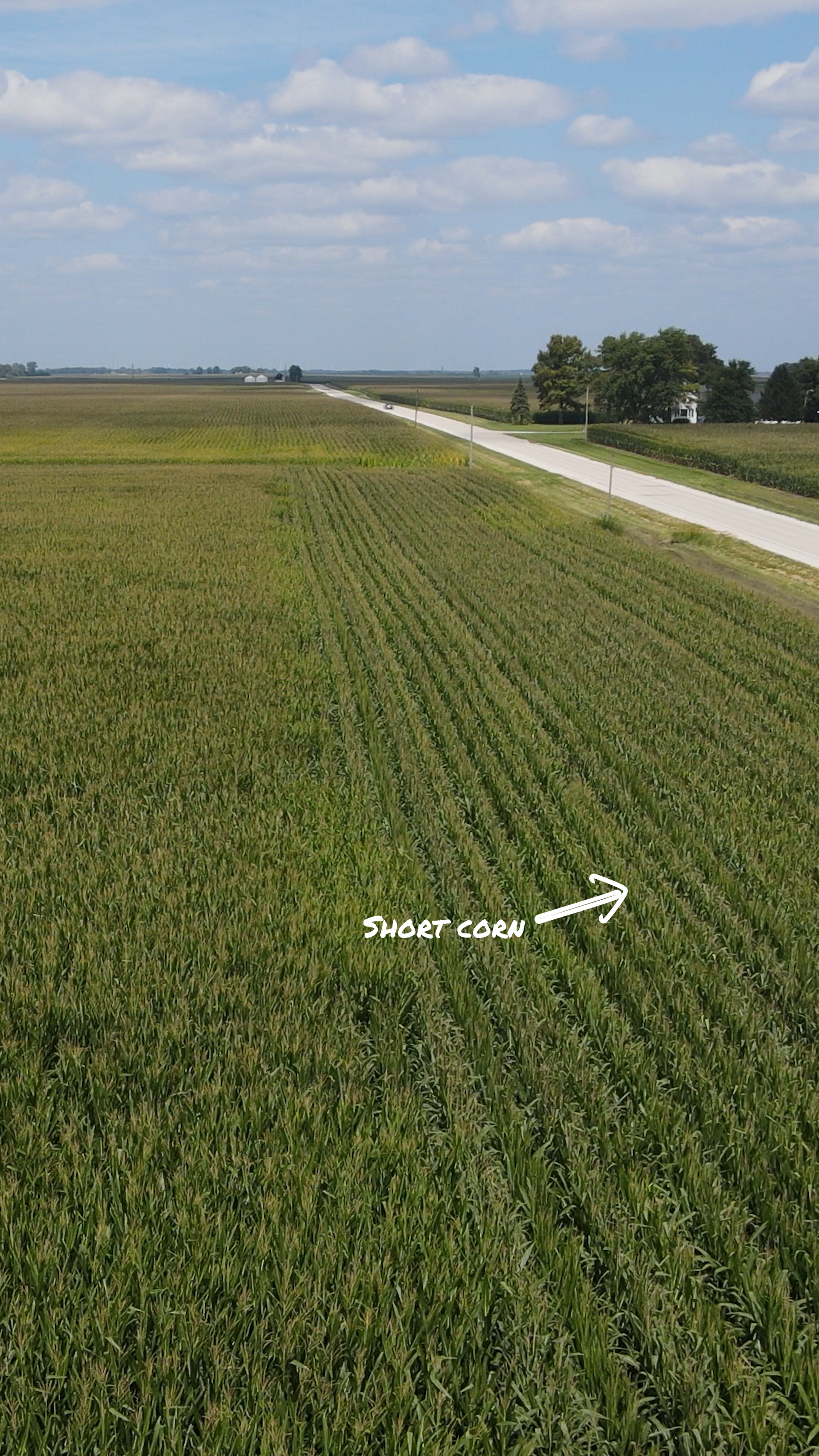 aerial view of short corn
