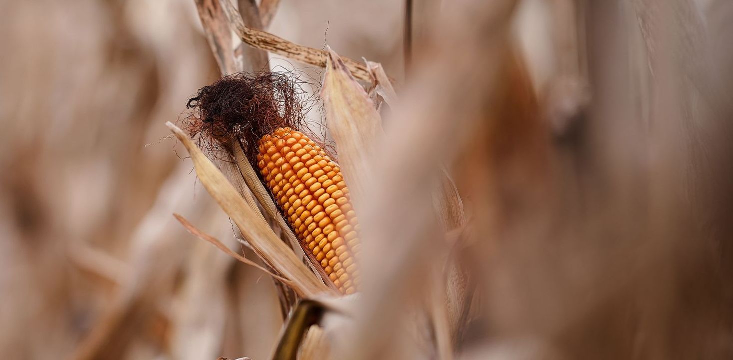 Close-up of an orange corn cob on a dried stalk in a field, with a blurred brown background