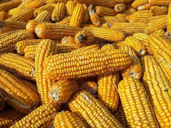 A pile of corn on the cob is sitting on top of each other.
