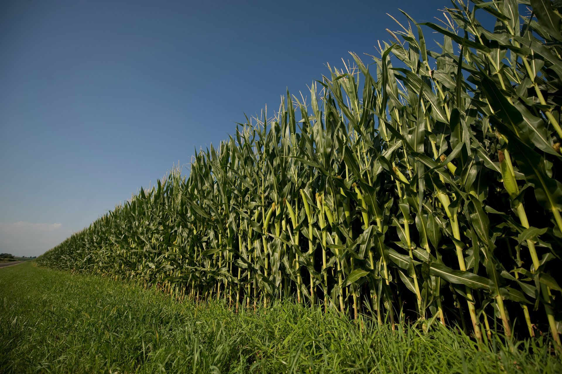 Close-up of a ripe yellow corn cob with rows of kernels