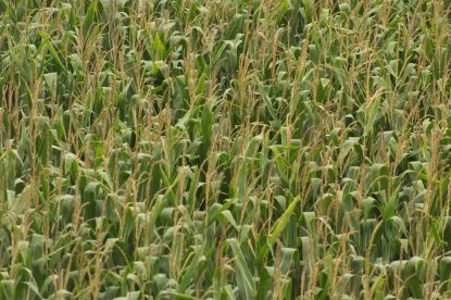 field corn