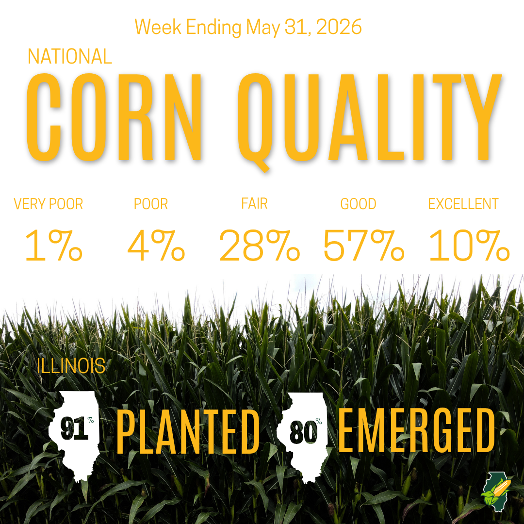 graphic showing US corn quality and planting and emerging updates