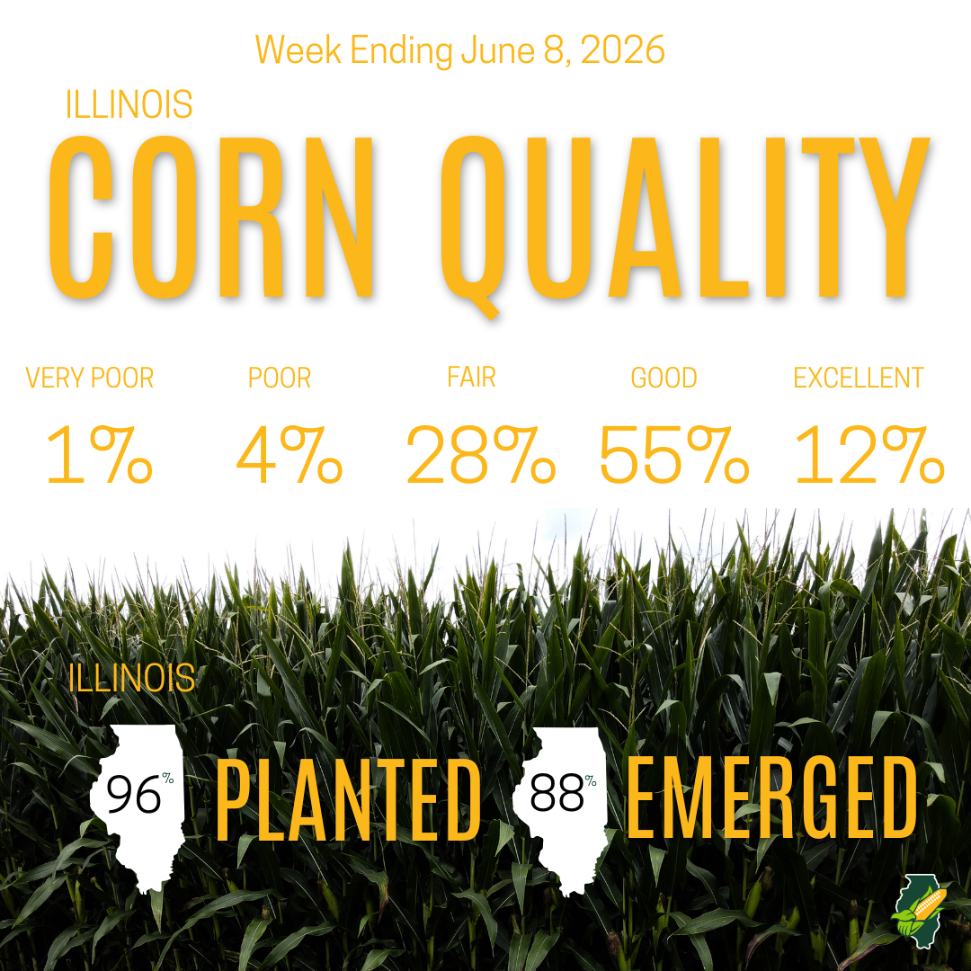 corn quality as of June 8 2026