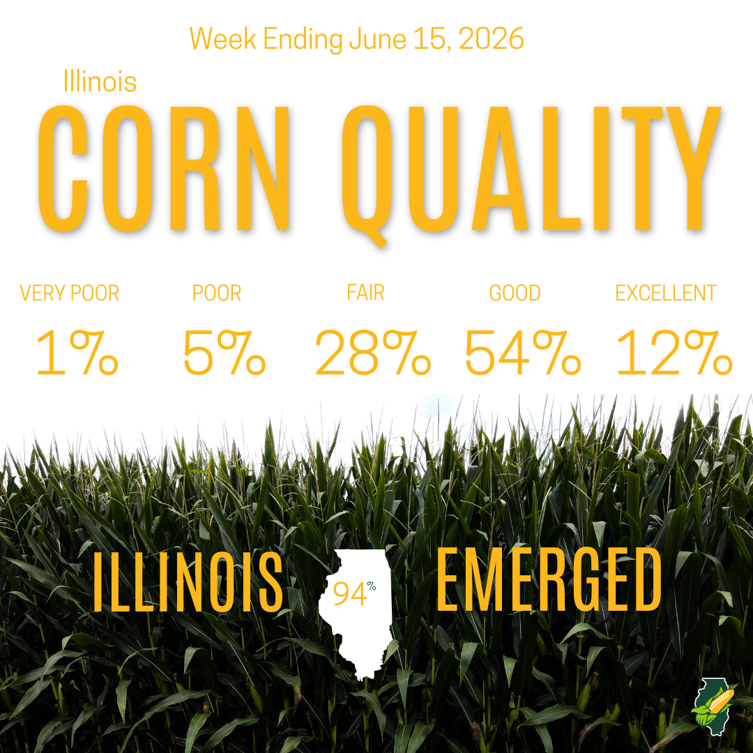 corn and crop progress