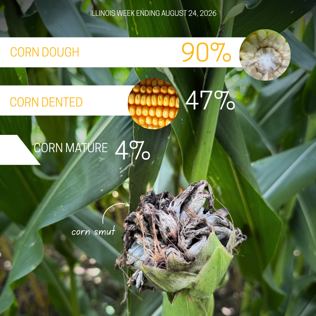 corn dented in Illinois