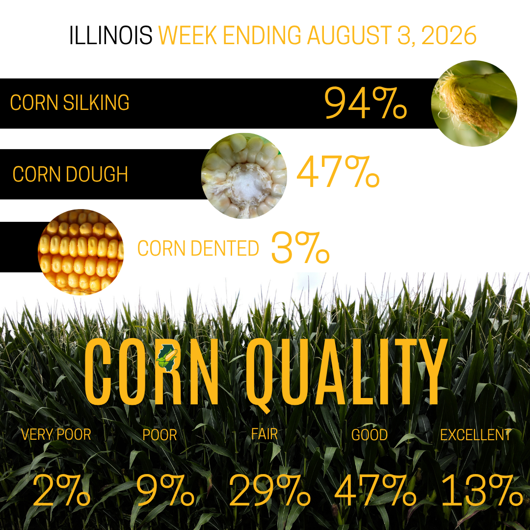 corn dough stage in illinois