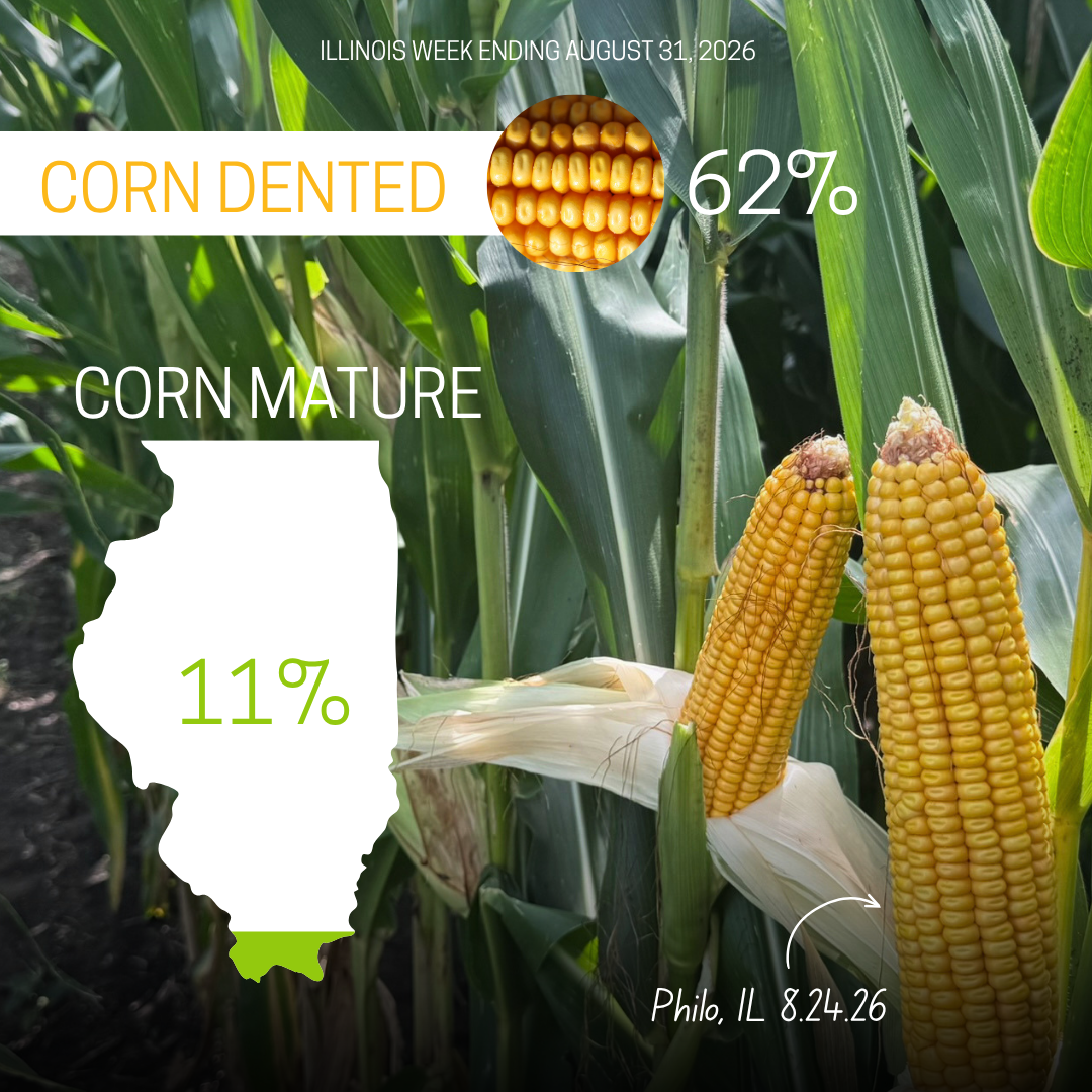 crop progress as of 8.31.26