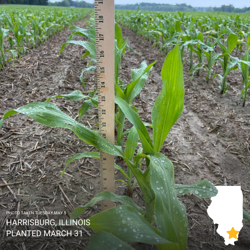 Corn seedling in muddy Illinois field beside ruler, showing early plant growth