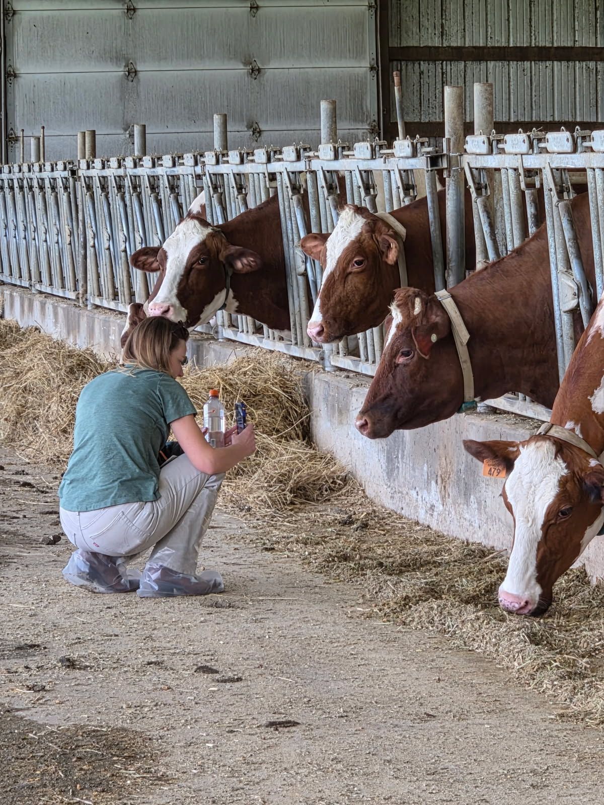 Dairy Farm