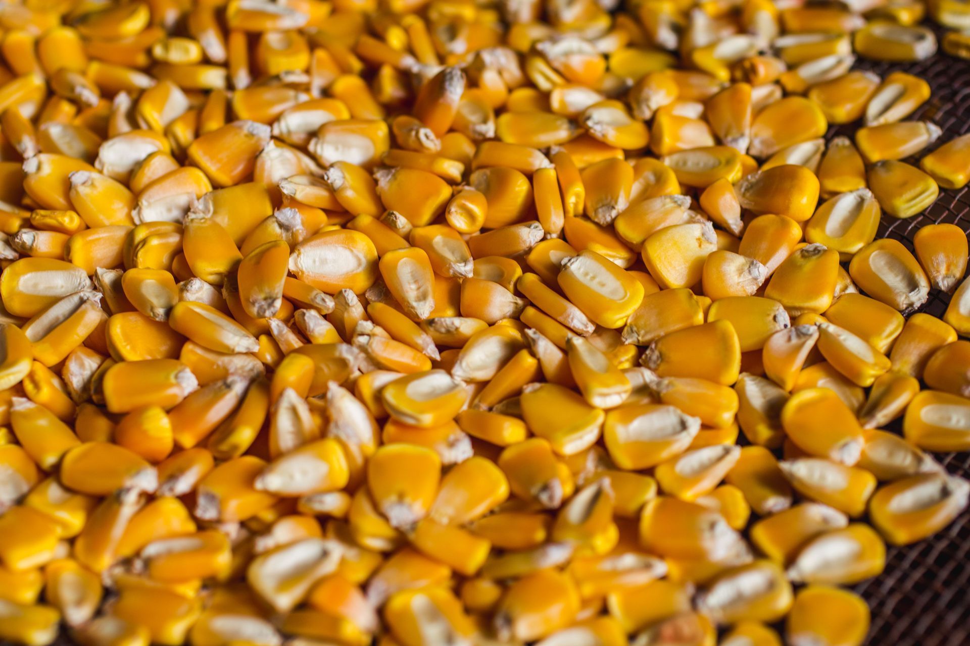Corn kernels