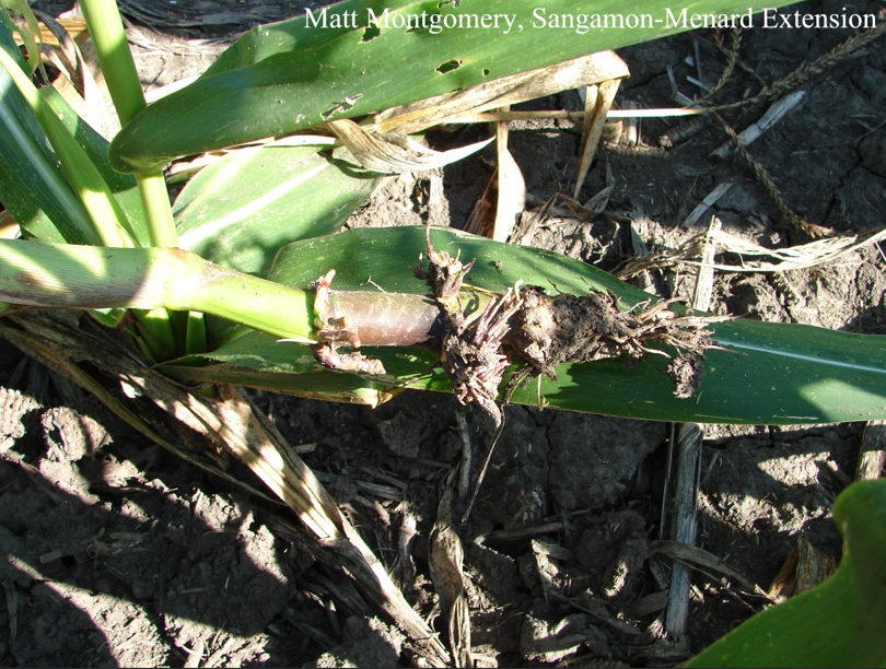 Rootworm Injury