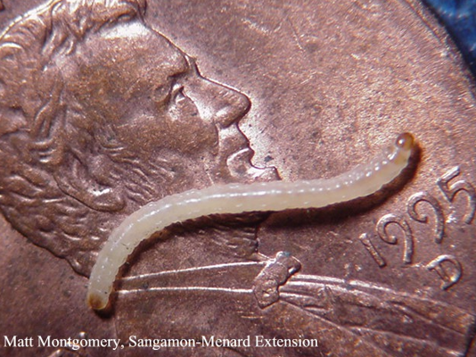 Rootworm Larva