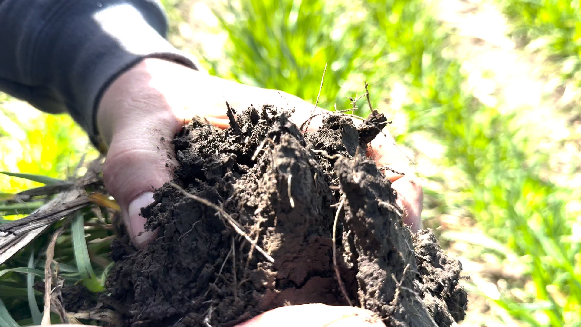 Cover crops