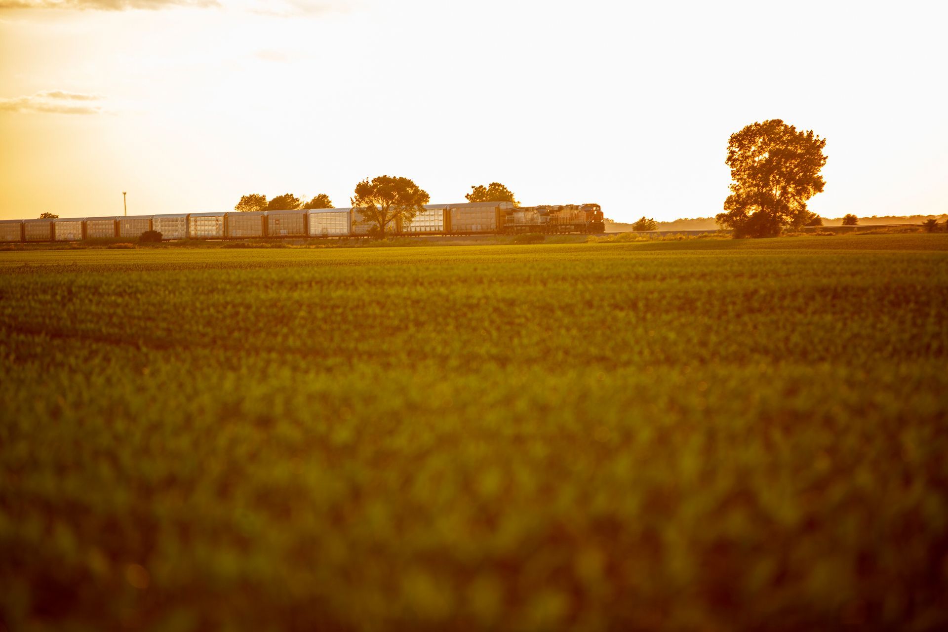 Golden field at sunset with distant trees and a low farmhouse on the horizon