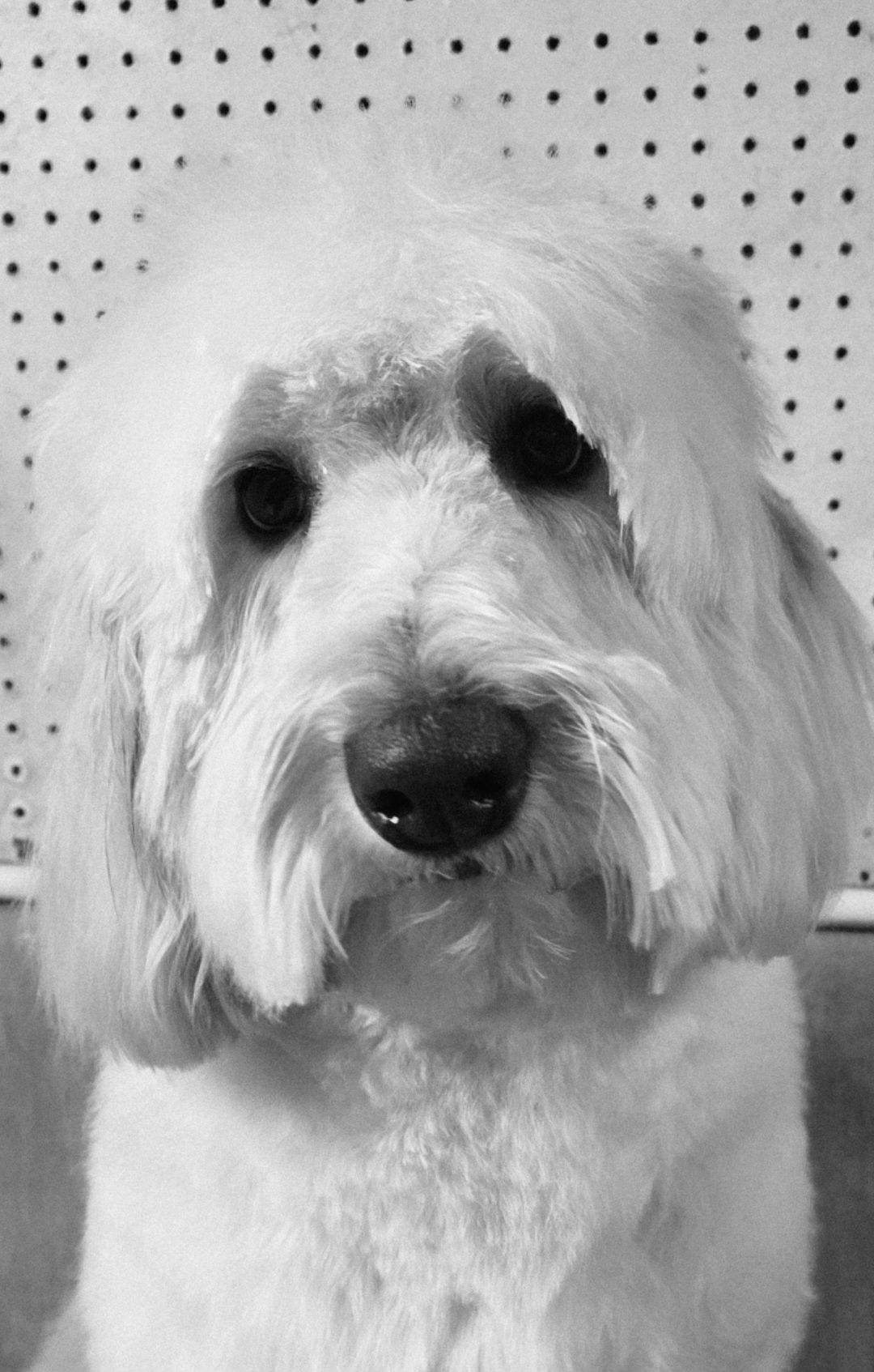 White fluffy dog with long ears and dark eyes, facing forward against a dotted background