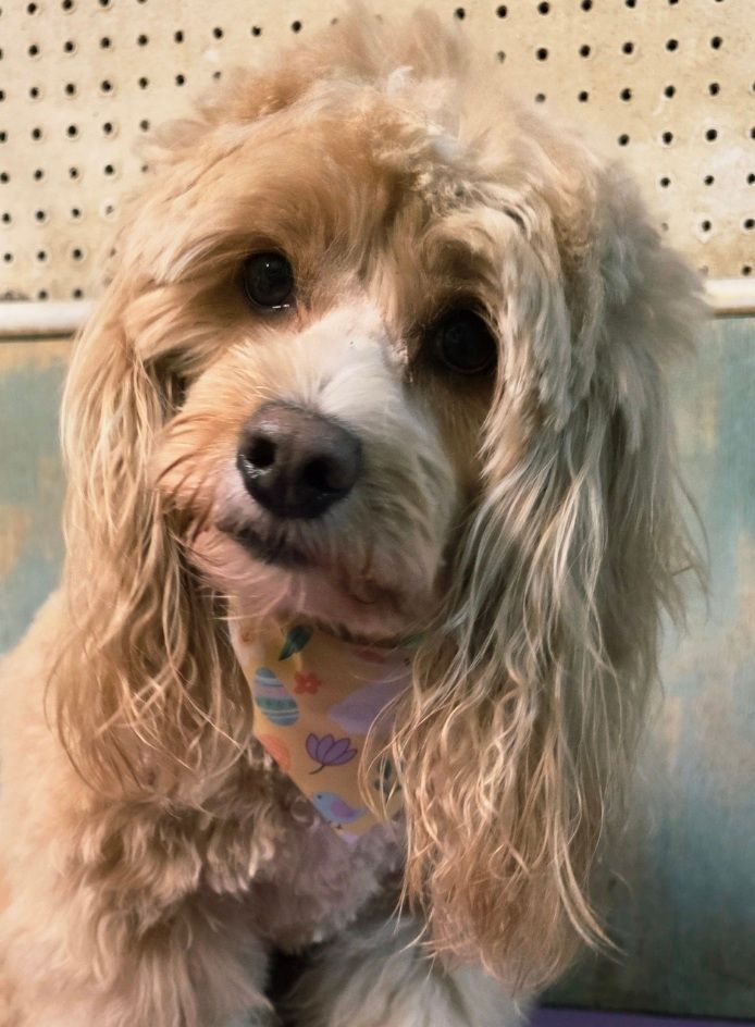 Small tan curly-haired dog with long ears, wearing a colorful bandana, sitting against a pegboard wall.