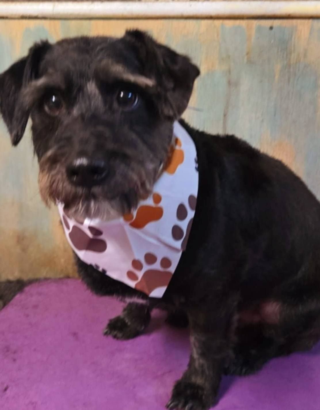 Small black dog wearing a white and orange bandana, sitting on a purple mat against a worn wall.