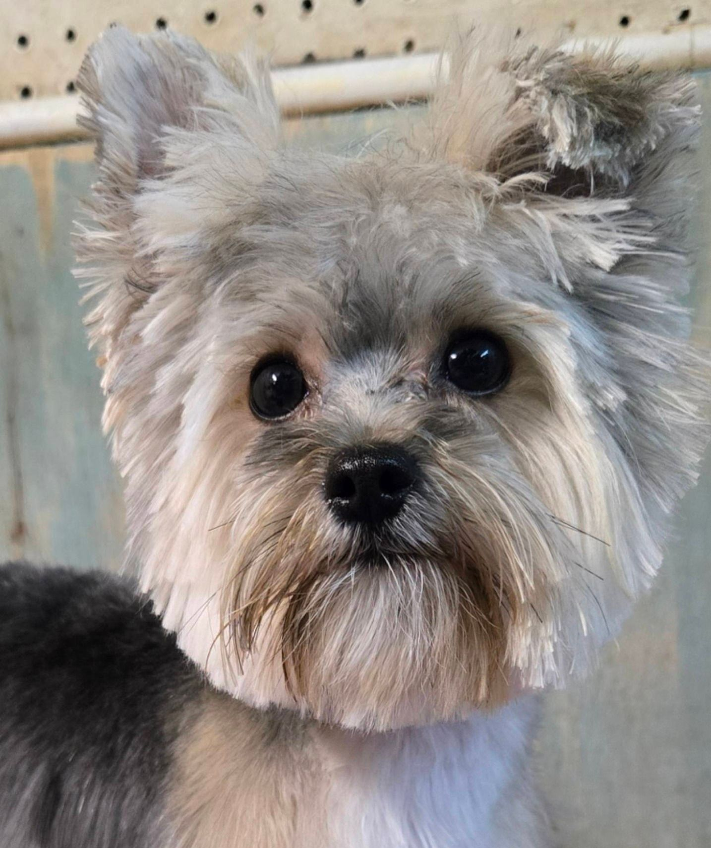 Small gray-and-tan Yorkie with upright ears and dark eyes, looking at the camera.