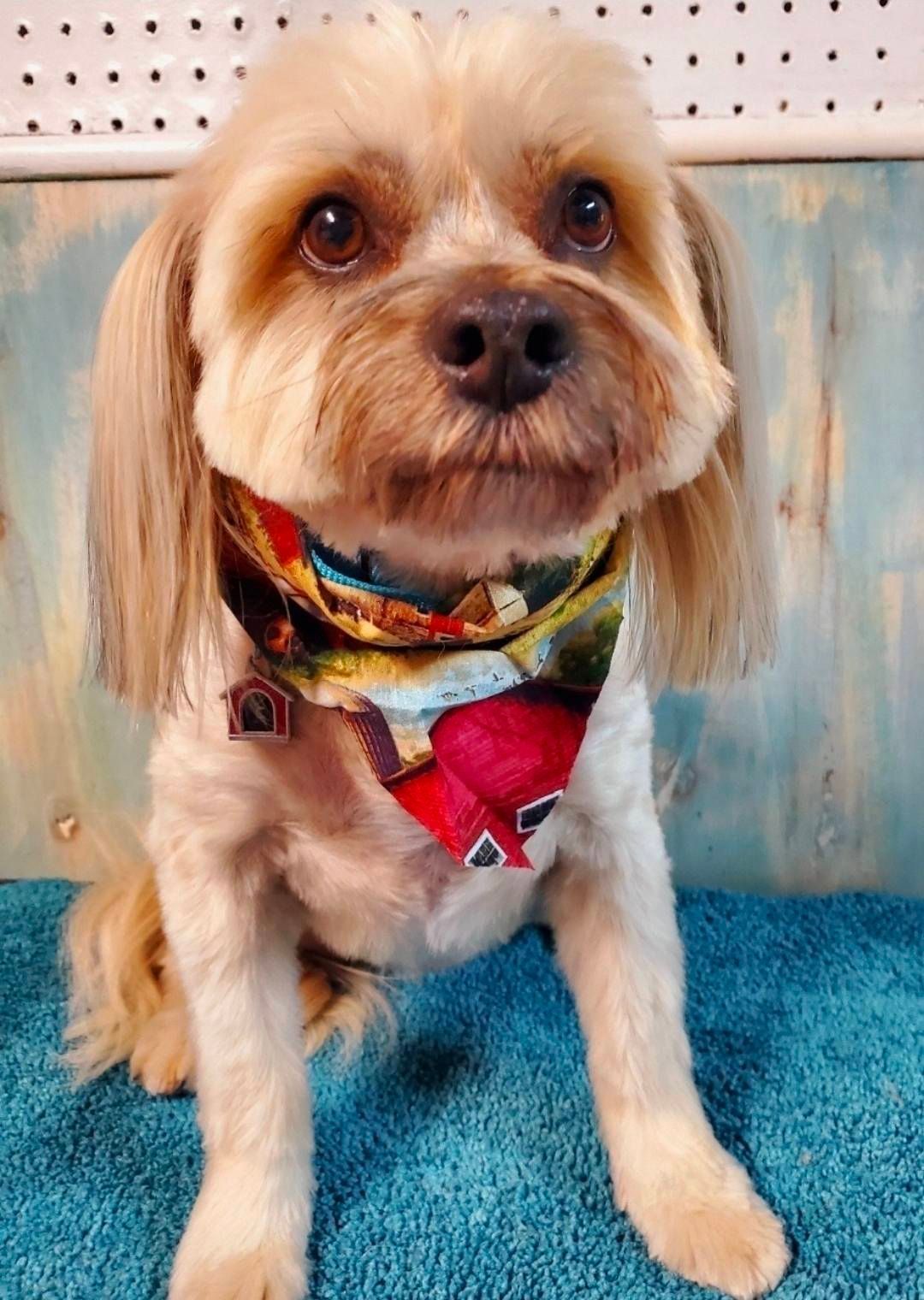 Small tan dog wearing a colorful bandana, sitting on a blue rug against a pale blue wall.