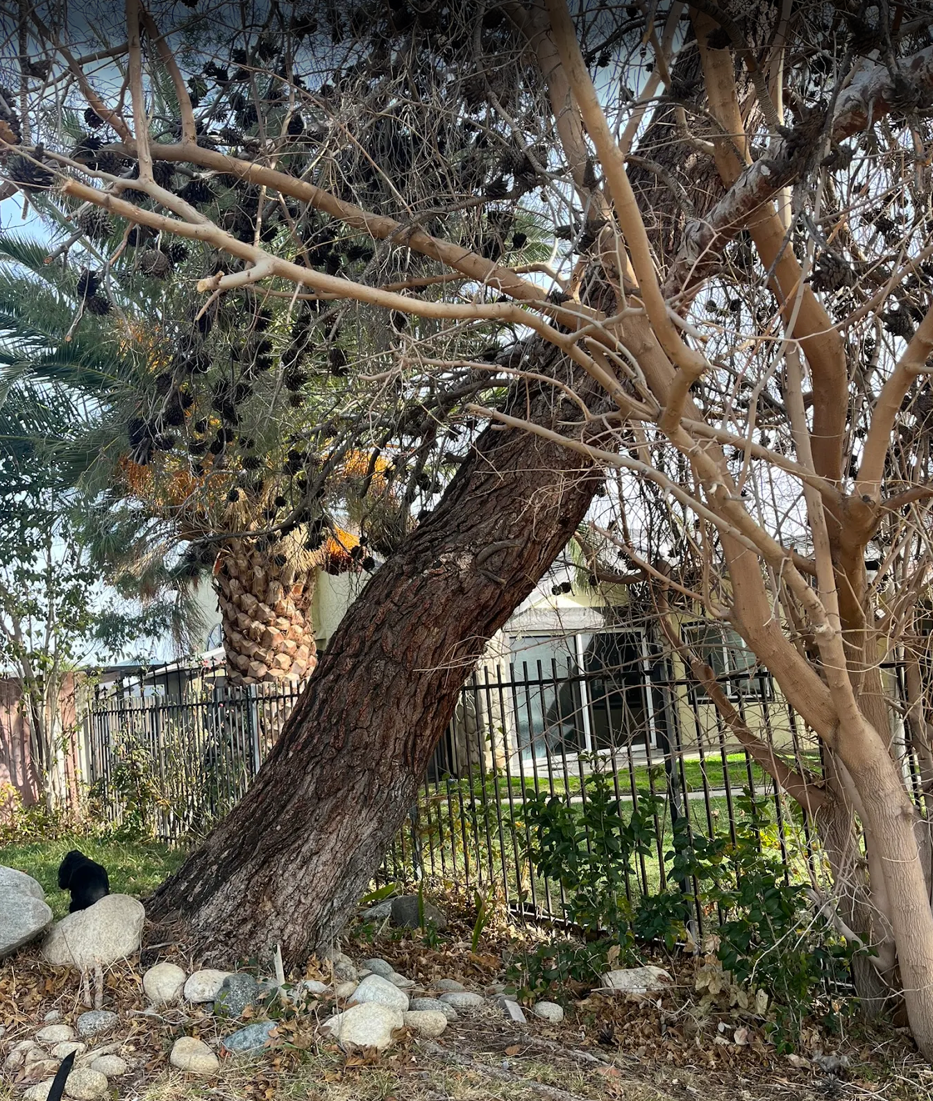 A row of trees in front of a house on a cloudy day.